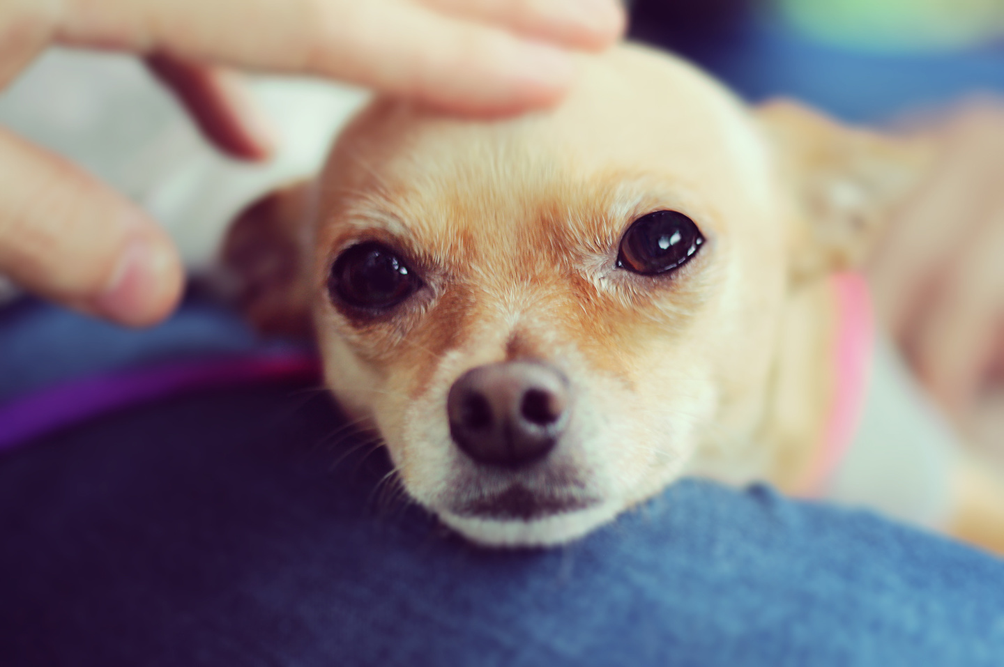 Dogcafealohailio Dogcafealohailio